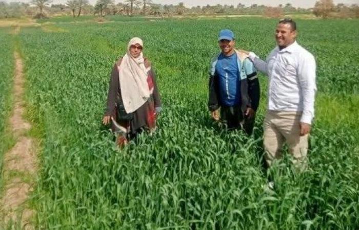 زراعة الوادي الجديد تواصل دعم مزارعي القمح بالمحافظة للوصول إلى أعلى إنتاجية - بوابة نيوز مصر