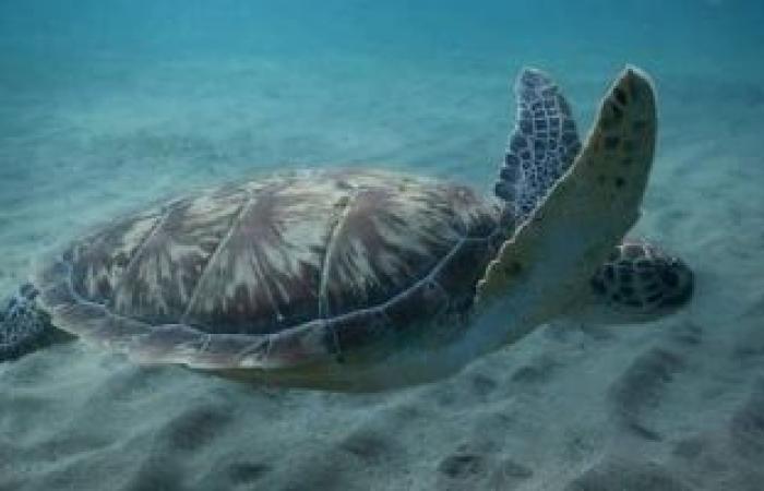 السويس تطلق «سفراء الاقتصاد الأزرق» لإعادة توطين السلاحف الخضراء - بوابة نيوز مصر