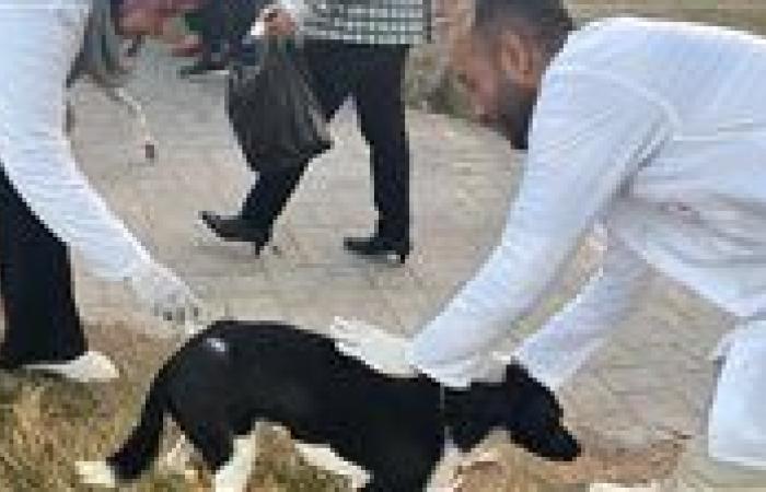 "الزراعة" تحصن 1.7 مليون رأس ماشية وتكثف حملات تحصين وتعقيم كلاب الشوارع لمكافحة الحمى القلاعية والسعار - بوابة نيوز مصر