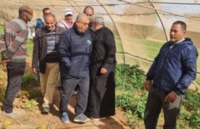 وكيل زراعة الوادى الجديد يتفقد الزراعات الشتوية - بوابة نيوز مصر