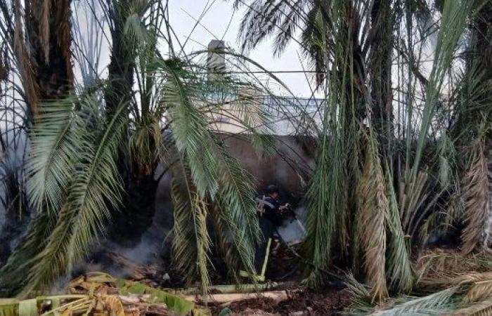 الإسكندرية .. إخماد حريق بأشجار نخيل بدار رعاية أيتام بالعامرية - بوابة نيوز مصر