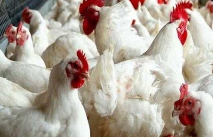 ارتفاع كبير في أسعار الدواجن اليوم.. مفاجأة بسعر الكيلو الآن - بوابة نيوز مصر