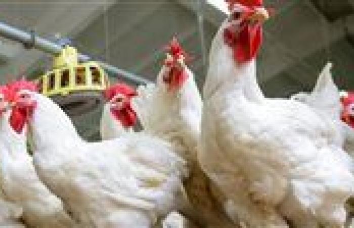 الكيلو ارتفع 30 جنيهًا.. ارتفاع جنوني في أسعار الدواجن قبل أيام من رمضان - بوابة نيوز مصر