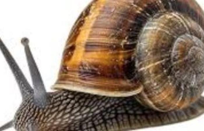 إنقاذ حلزون نادر من الانقراض بانجلترا - بوابة نيوز مصر