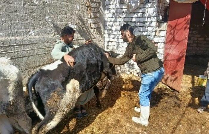 أسيوط.. تحصين 40 ألف رأس ماشية وتنفيذ 877 لجنة ميدانية خلال أسبوع - بوابة نيوز مصر