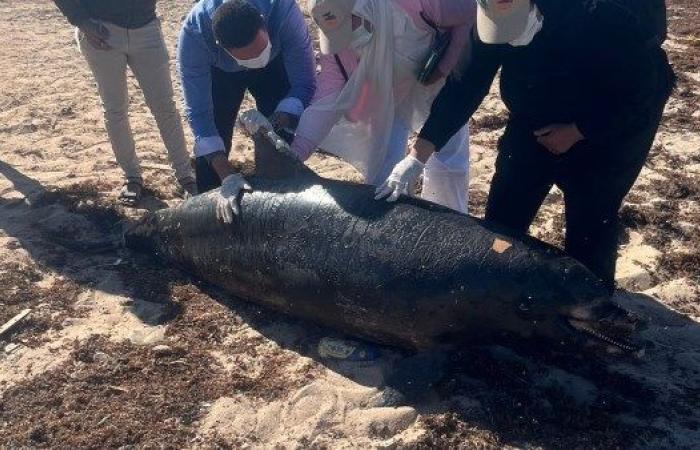 استجابة لبلاغ المواطنين.. فريق "محميات البحر الأحمر" يتعامل مع حالة نفوق درفيل برأس غارب - بوابة نيوز مصر