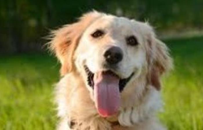 إيواء آمن ورعاية بيطرية إجبارية.. تفاصيل التزامات حائزى الحيوانات الخطرة - بوابة نيوز مصر