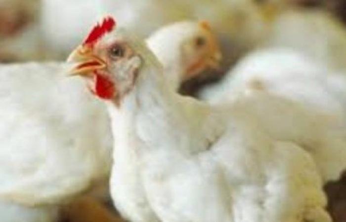 أسعار الدواجن والبيض بأسواق الوادي الجديد اليوم الجمعة - بوابة نيوز مصر