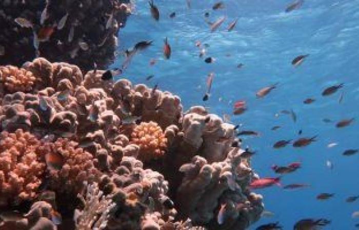 دايدالوس.. حيث تصنع الطبيعة تحفتها المرجانية النادرة بالبحر الأحمر - بوابة نيوز مصر