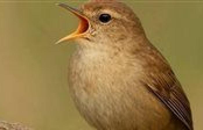 سر السيمفونية الرائعة..دراسات تكشف سبب تغريد الطيور قبل الفجر - بوابة نيوز مصر