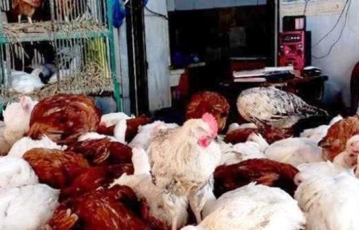 أسعار الدواجن في أسوان اليوم السبت 21-2-2026 - بوابة نيوز مصر