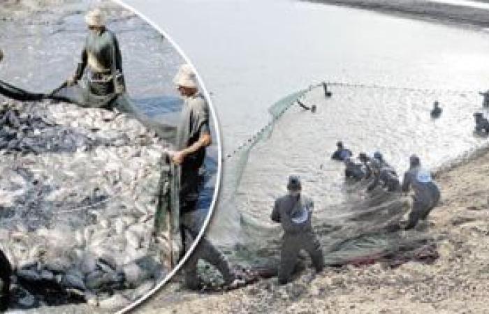 القانون يحظر وضع أجسام صلبة بالبحيرات.. اعرف التفاصيل - بوابة نيوز مصر