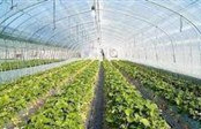 مشروعات ضخمة تغير من وجه محافظة الغربية وتخدم ملايين من أبناء المحافظة.. تفاصيل - بوابة نيوز مصر