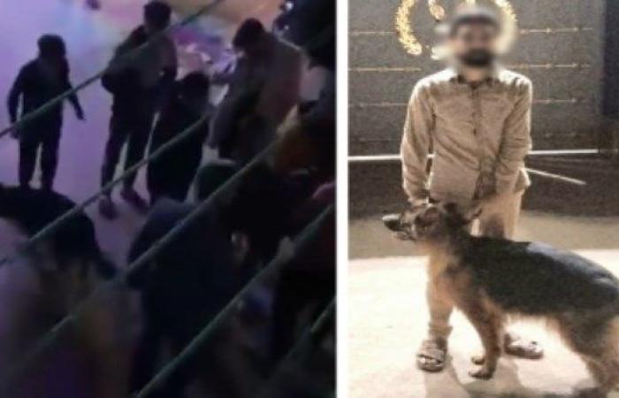 بالقانون.. الحبس 5 سنوات عقوبة ترويع المواطنين باستخدام حيوان يثير الذعر - بوابة نيوز مصر