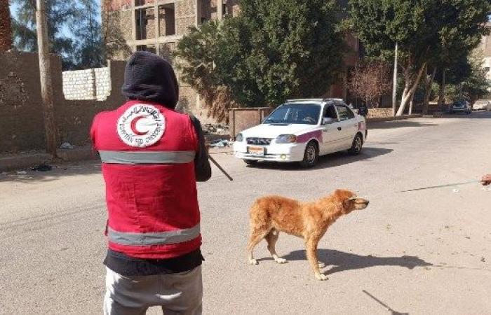 بتوجيهات محافظ قنا.. تحصين 30 كلبًا ضالًا بمناطق المستشفى العام والكورنيش - بوابة نيوز مصر