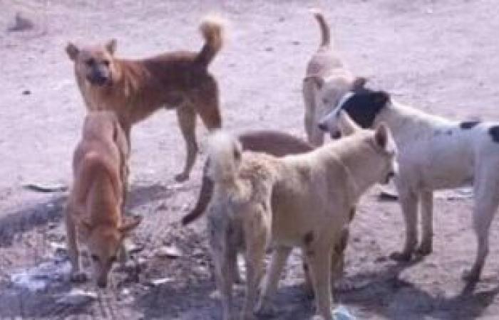 كلب يعقر 3 أشخاص بينهم طفلان فى ميت غمر بالدقهلية - بوابة نيوز مصر