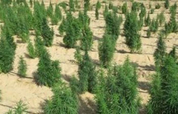 من وحي مسلسل مناعة.. الداخلية تُسقط مروّجي السموم داخل الأندية الرياضية - بوابة نيوز مصر