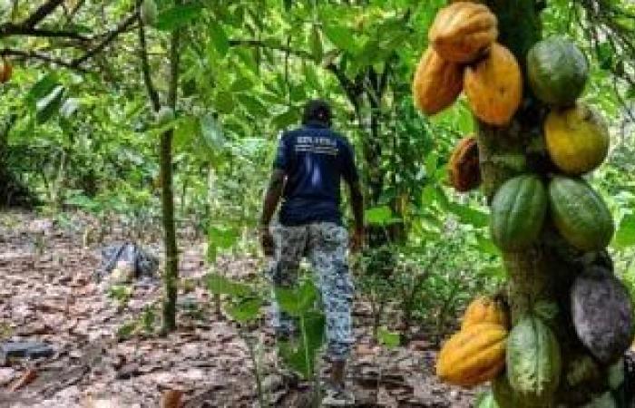 تكدس الكاكاو فى كوت ديفوار يتفاقم مع تعليق البرازيل وارداتها - بوابة نيوز مصر