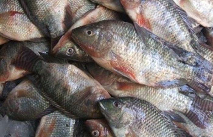 بين العين والخياشيم.. كيف تفرق بين السمك الطازج والفاسد؟ - بوابة نيوز مصر