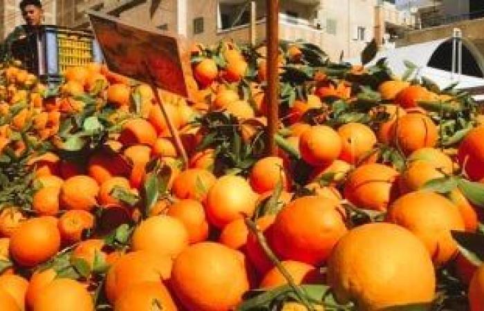 كيف حافظت مصر على المركز الأول عالميا فى تصدير البرتقال؟ - بوابة نيوز مصر