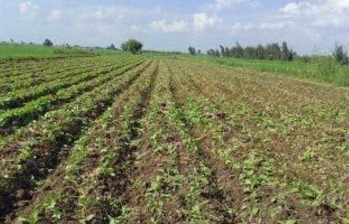 مركز المناخ: 10 تحذيرات للمزارعين لمواجهة تقلبات الطقس - بوابة نيوز مصر