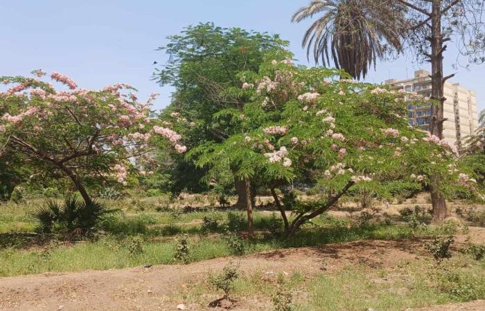 كنوز خضراء مهددة بالانقراض.. أبرز الأشجار النادرة في المحميات الطبيعية بمصر - بوابة نيوز مصر