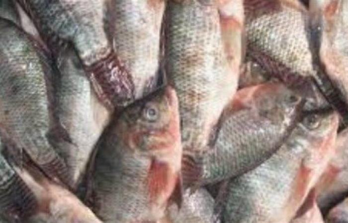 أسعار الأسماك والمأكولات البحرية اليوم الثلاثاء 3-3-2026 - بوابة نيوز مصر