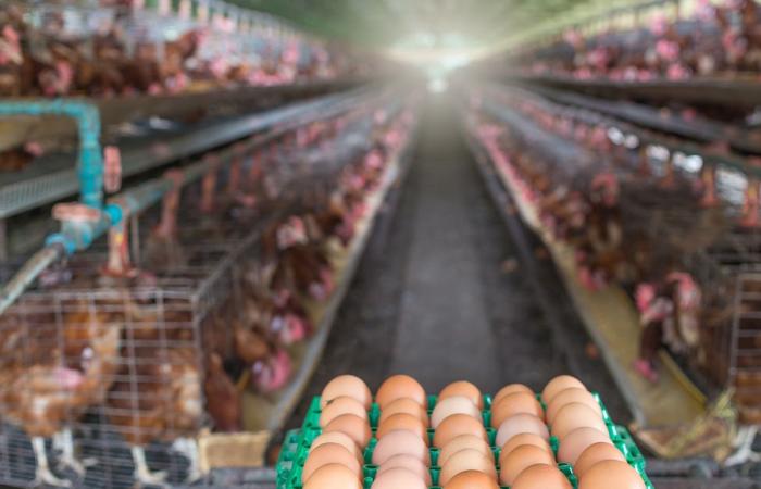 مدير «الزراعة» يتفقد مزارع وشركات دواجن في «الوفرة» - بوابة نيوز مصر