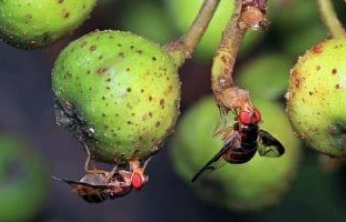 عين إلكترونية مستوحاة من ذباب الفاكهة تمنح الروبوت مجال رؤية 180 درجة - بوابة نيوز مصر