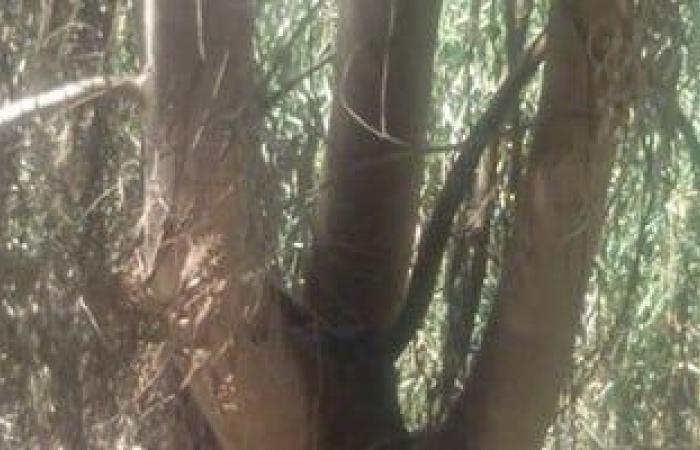 للأمان من الحريق.. كيف تقاوم نيران حرائق الأشجار والمخلفات وتمنع امتداداها - بوابة نيوز مصر