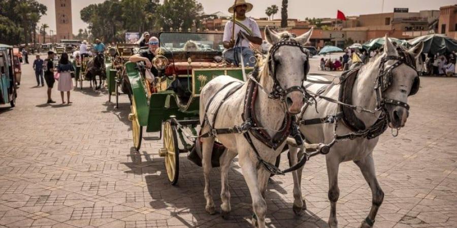 صحيفة بريطانية: مراكش وجهة مثالية لقضاء عطلة في فصل الخريف - بوابة نيوز مصر