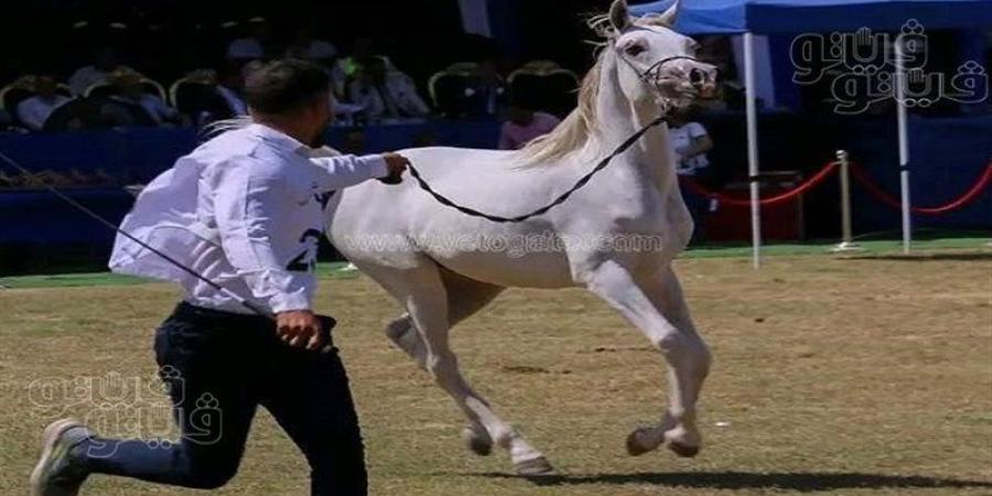 قبل انطلاقه في دورته الـ 28، حكاية مهرجان الشرقية للخيول العربية الأصيلة - بوابة نيوز مصر