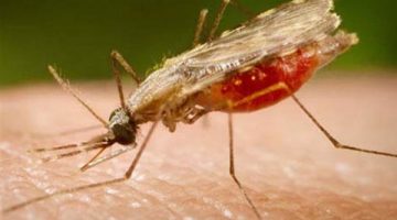 الفيديو : علامات ظهور مرض الملاريا أعرف التفاصيل في يومها العالمي