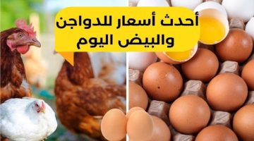 بورصة الدواجن اليوم.. أسعار الفراخ وكراتين البيض اليوم الأربعاء 12 يونيو بالأسواق