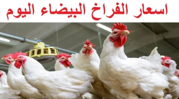 أسعار الدواجن والبيض اليوم الثلاثاء 2-7 في الأسواق المصرية .. بكام كيلو الفراخ ؟